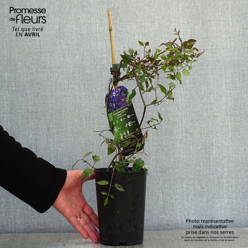 Spécimen de Clématite italienne - Clematis viticella Happy Birthday Pot de 1,5L/2L tel que livré au printemps