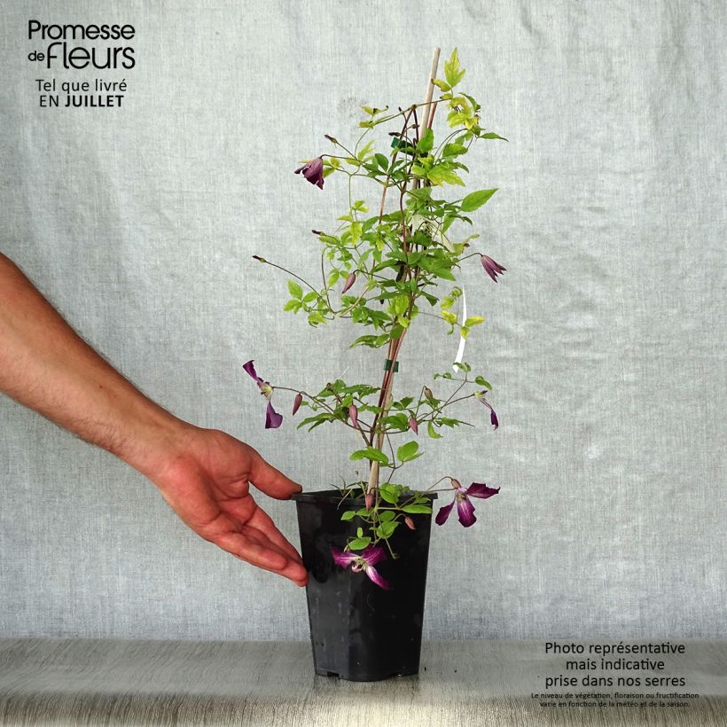 Spécimen de Clématite italienne - Clematis viticella Walemburg Pot de 1,5L/2L tel que livré en été