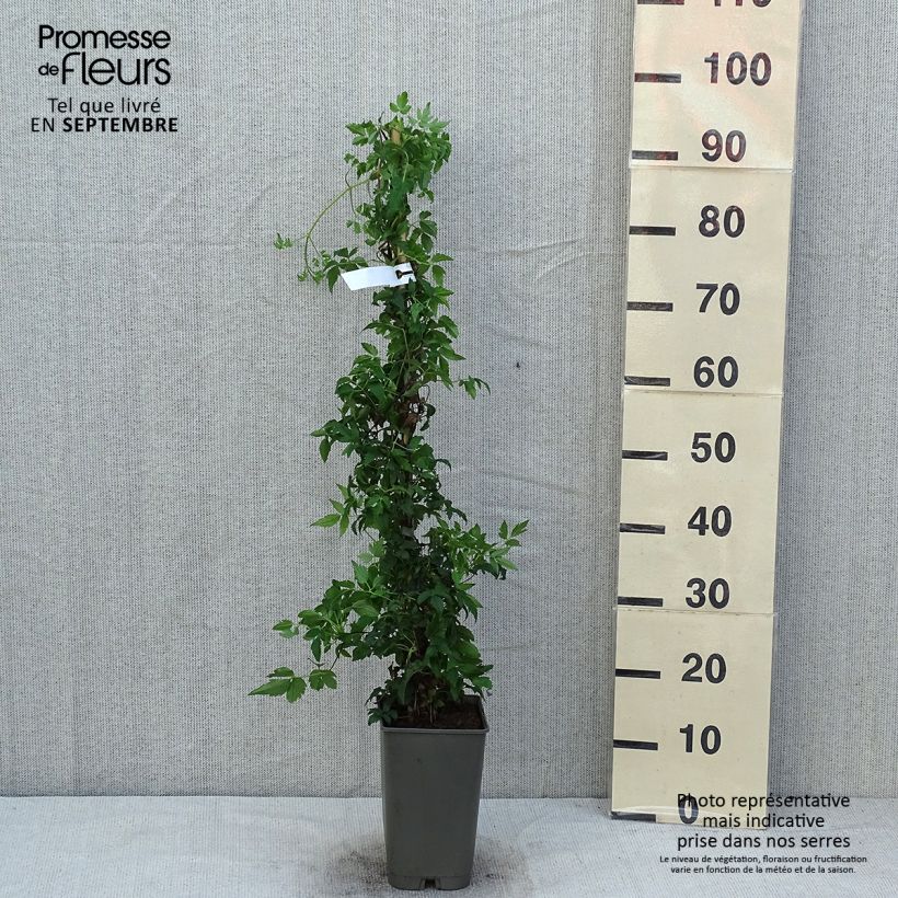 Spécimen de Clématite macropetala - Clematis macropetala Willy Pot de 2L/3L tel que livré en été