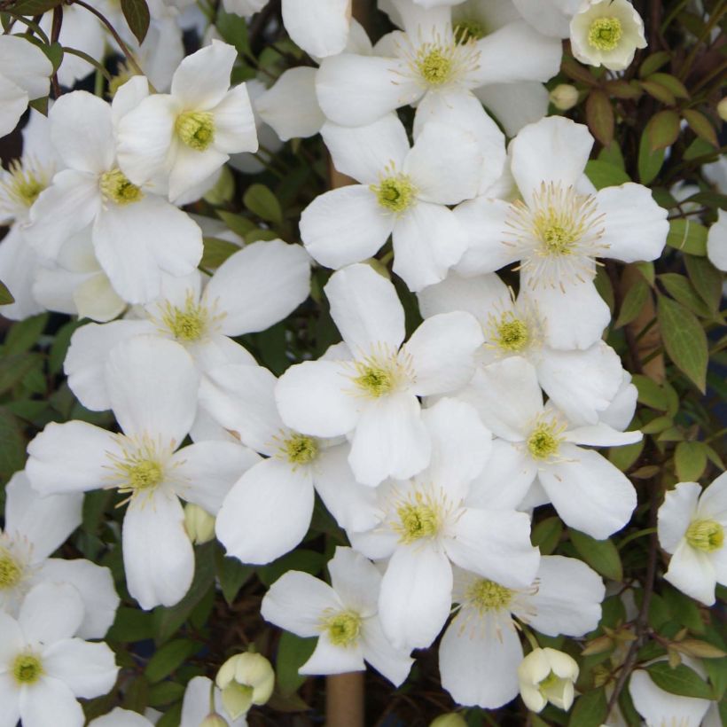 Clématite - Clematis montana Spring Joy (Floraison)