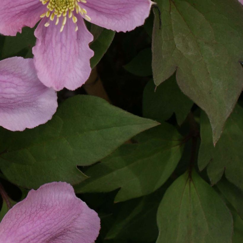 Clématite - Clematis montana Tetrarose (Feuillage)