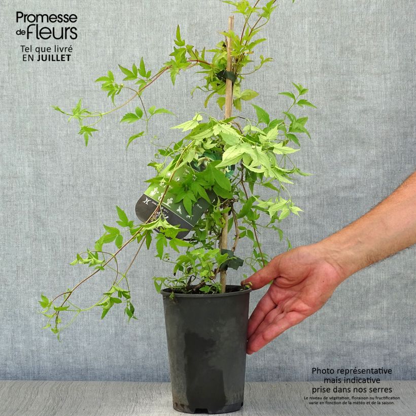 Spécimen de Clématite - Clematis serratifolia Pot de 1,5L/2L tel que livré en été