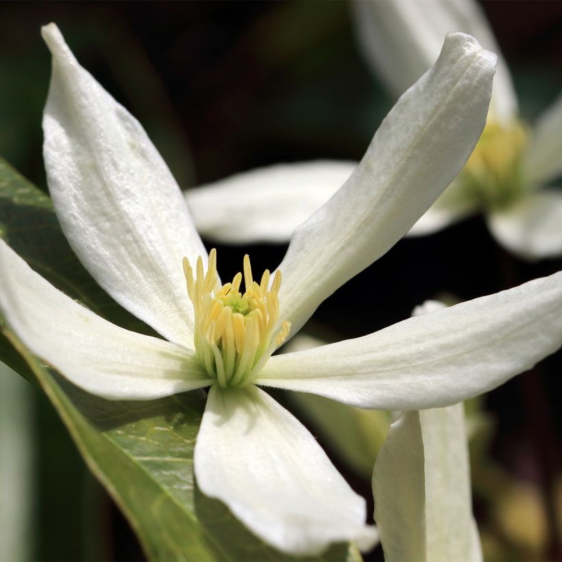 Clématite Southern Cross (Floraison)