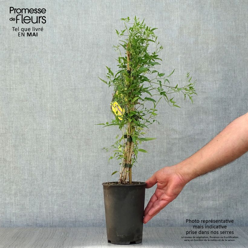Spécimen de Clématite tangutica - Clematis tangutica en pot de 1,5l/2l tel que livré au printemps