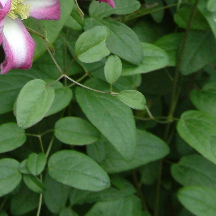 Clématite - Clematis texensis Odoriba (Feuillage)