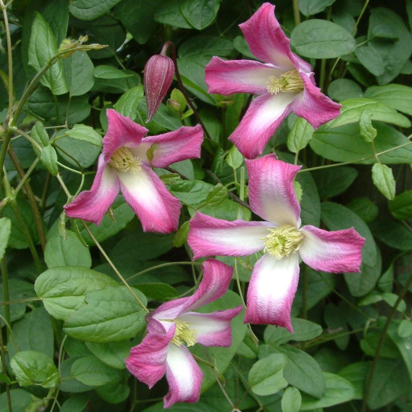 Clématite - Clematis texensis Odoriba (Floraison)