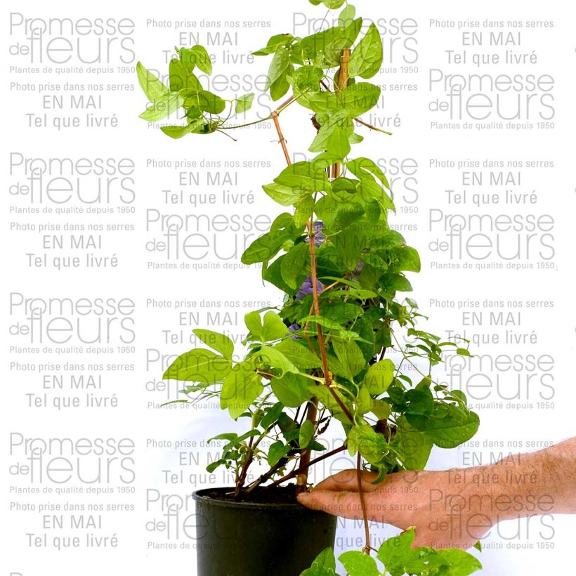 Exemple de spécimen de Clématite - Clematis Trikatrei tel que livré