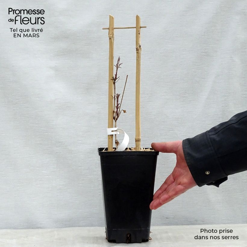 Spécimen de Clématite viticella Dark Eyes Pot de 1,5L/2L tel que livré au printemps