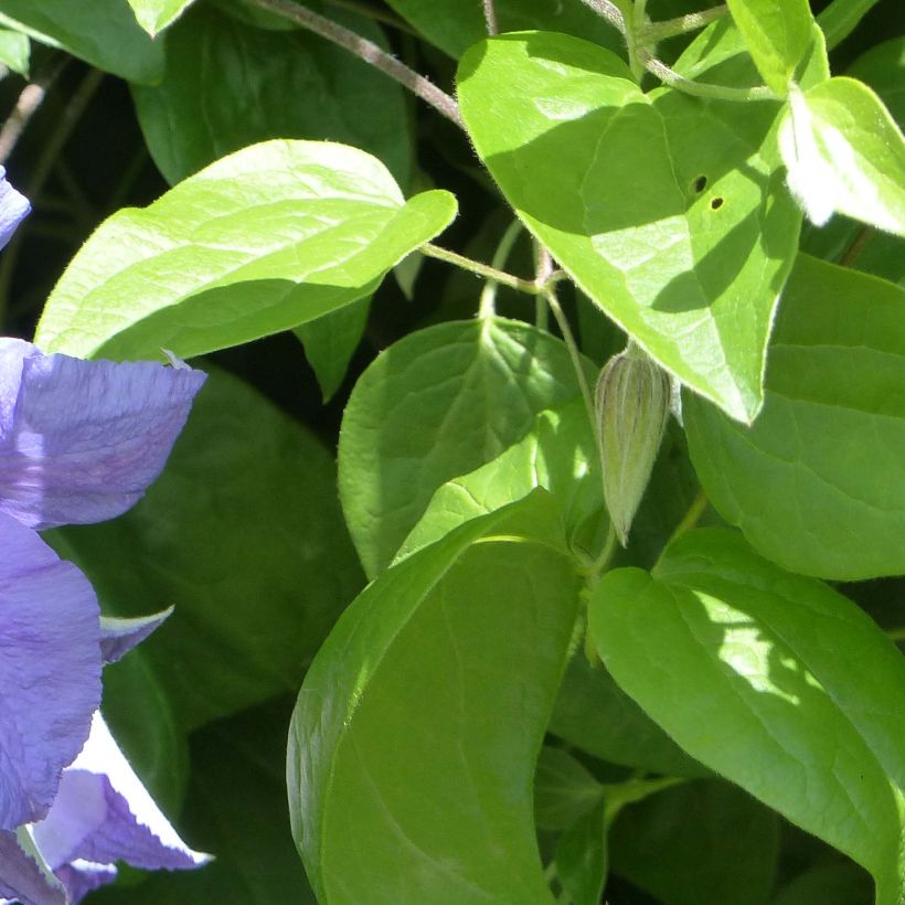 Clématite - Clematis viticella Perle d'Azur (Feuillage)