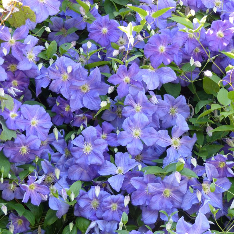 Clématite - Clematis viticella Perle d'Azur (Floraison)