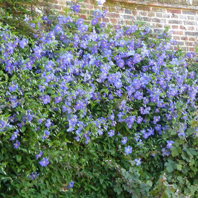 Clématite - Clematis viticella Perle d'Azur (Port)