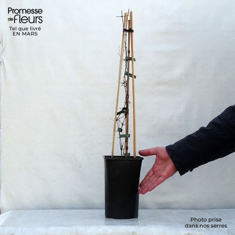 Spécimen de Clématite viticella Polish Spirit Pot de 1.5L tel que livré au printemps