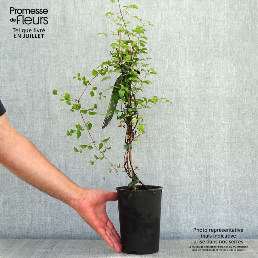 Spécimen de Clématite viticella Purpurea Plena Elegans  Pot de 2L/3L tel que livré en été