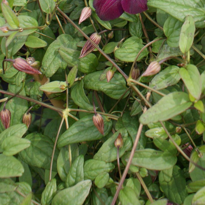 Clématite - Clematis viticella Royal Velours (Feuillage)