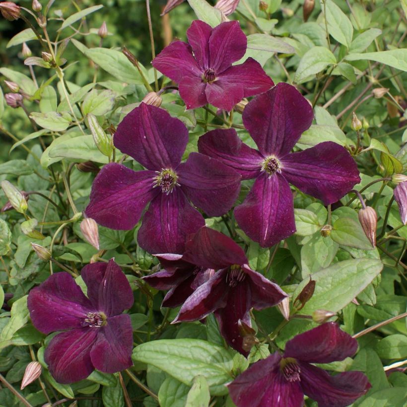 Clématite - Clematis viticella Royal Velours (Floraison)