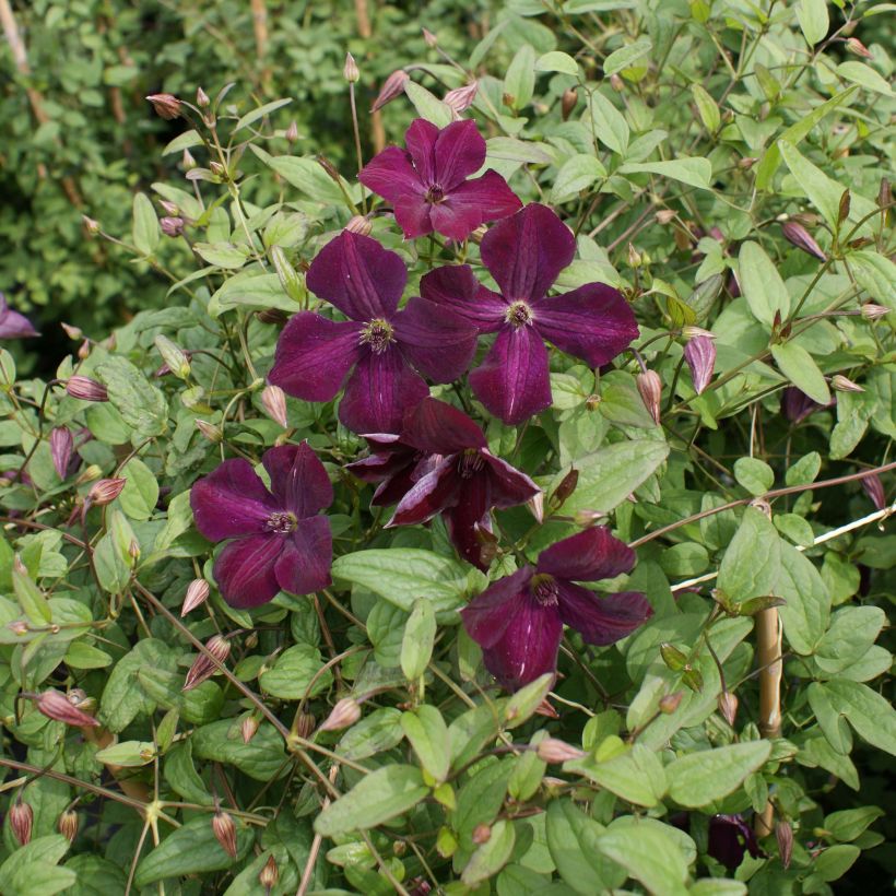 Clématite - Clematis viticella Royal Velours (Port)