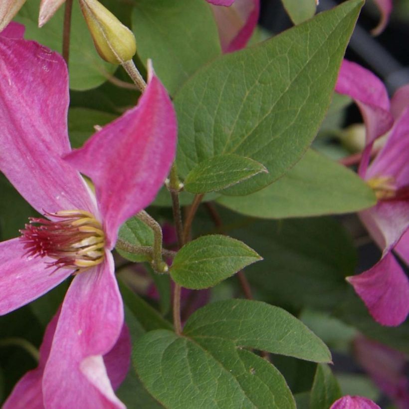 Clématite - Clematis Wonderful  (Feuillage)