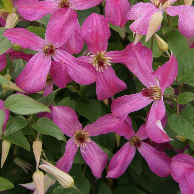 Clématite - Clematis Wonderful  (Floraison)