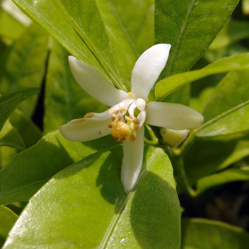 Clémentinier - Citrus clementina (Floraison)