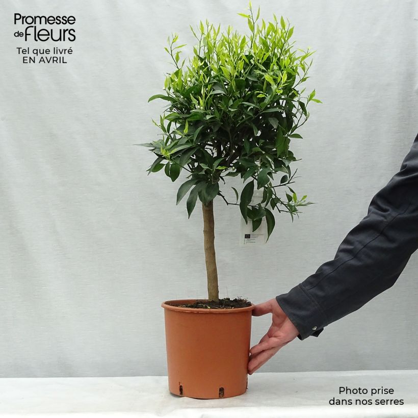 Spécimen de Clémentinier - Citrus clementina Pot de 4L/5L tel que livré au printemps