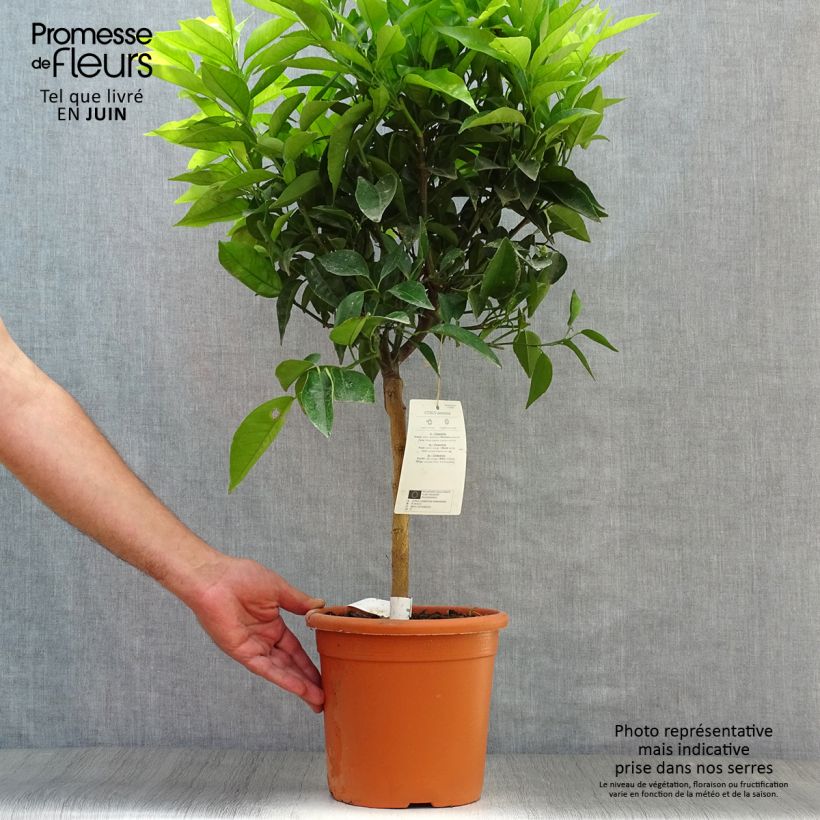 Spécimen de Clémentinier - Citrus clementina Pot de 4L/5L, 1/4 de tige tel que livré en été
