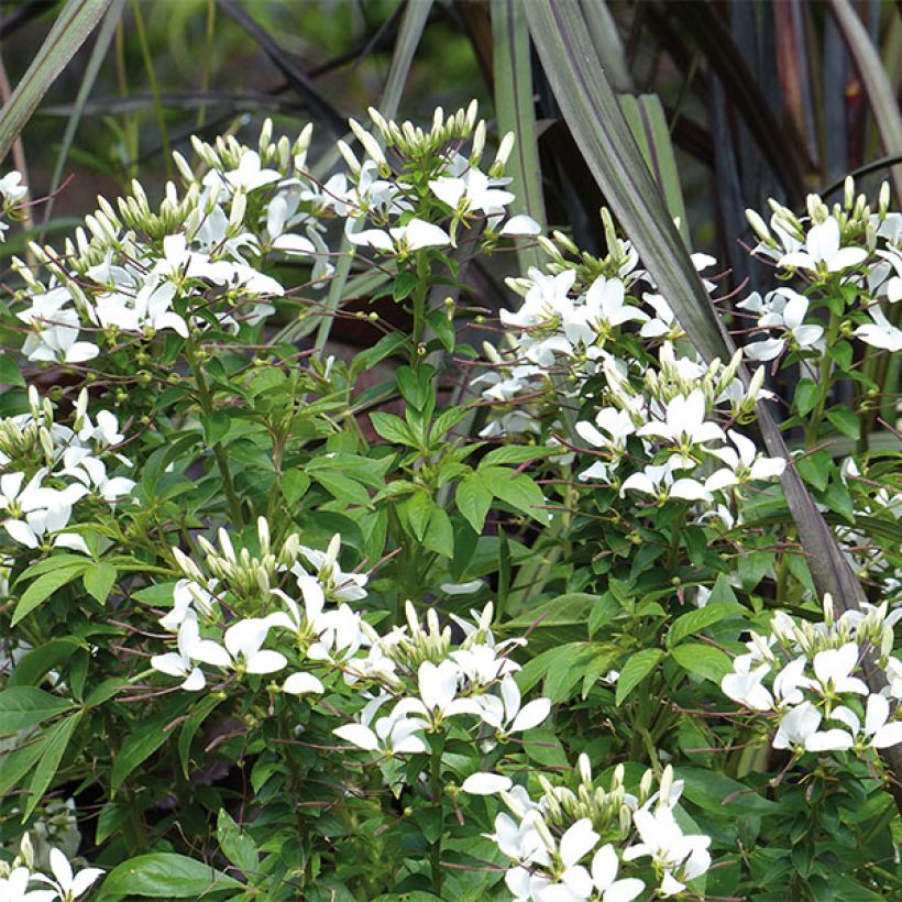 Cléome Senorita Blanca (Floraison)