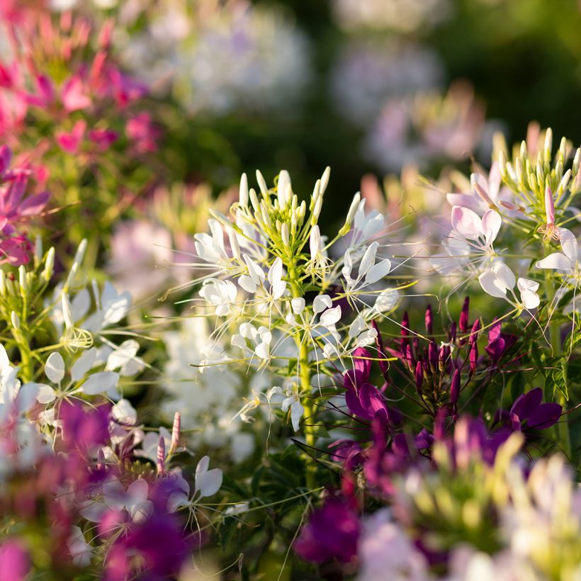 Cleome spinosa Sparkler 2.0 White (Floraison)