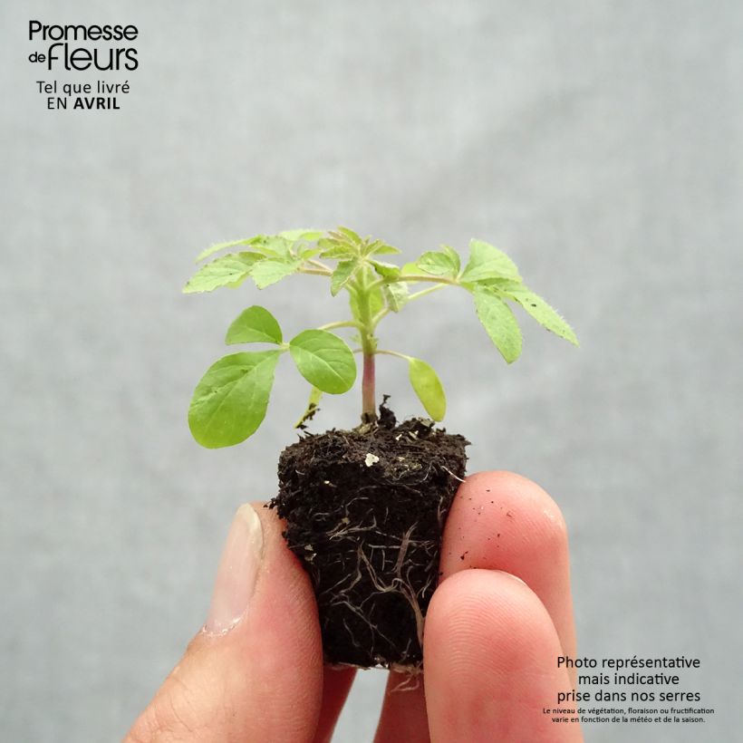 Spécimen de Cleome spinosa Sparkler 2.0 Rose - minimotte tel que livré au printemps