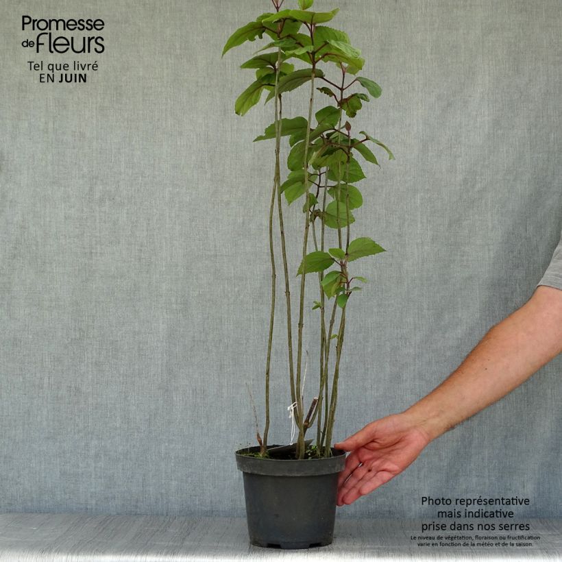 Spécimen de Clerodendrum bungei - Clérodendron de Bunge Pot de 2L/3L tel que livré en été