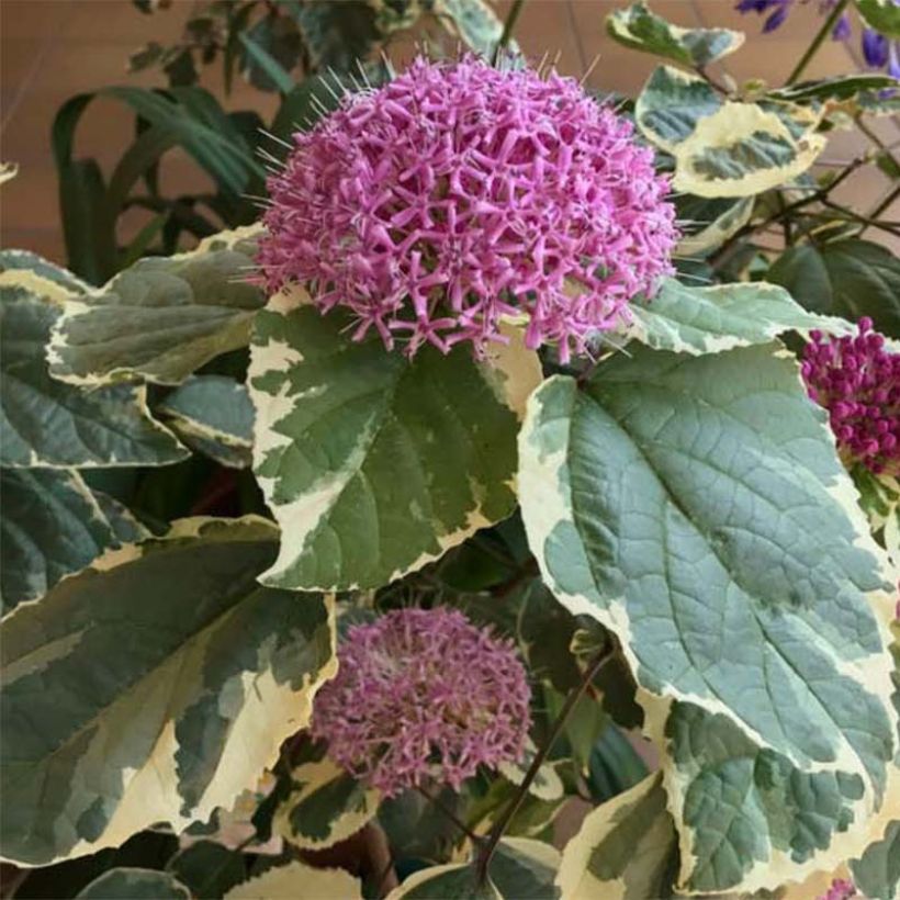 Clerodendrum bungei Pink Diamond - Clérodendron (Feuillage)