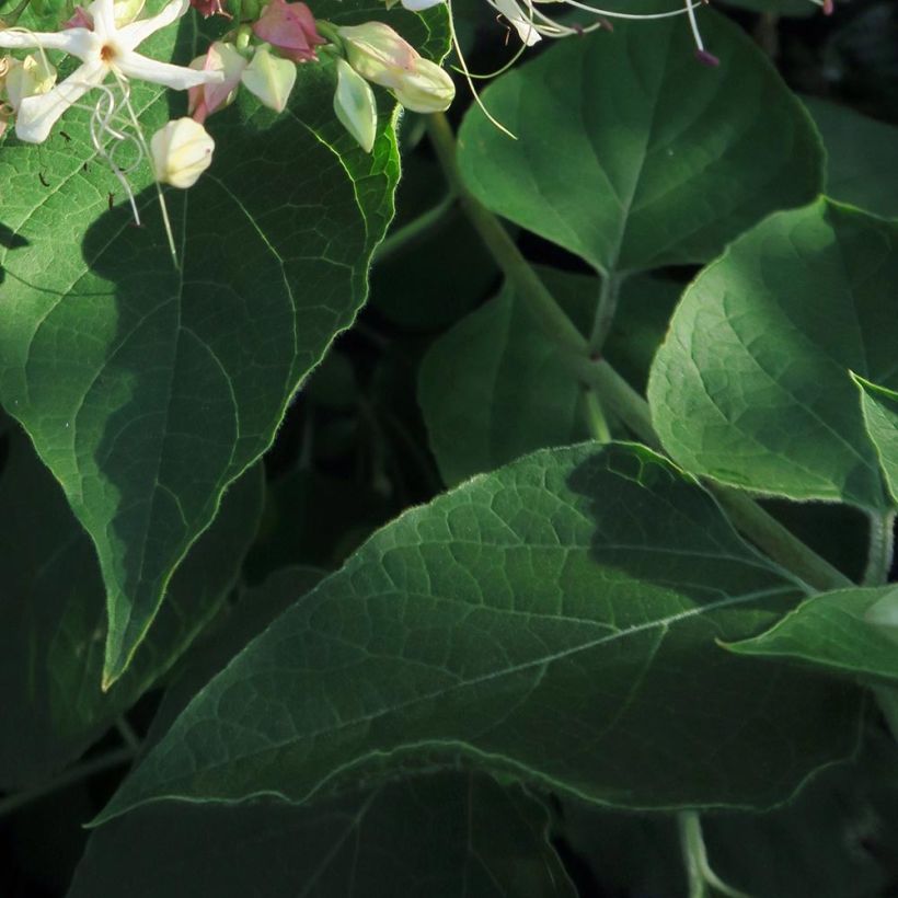 Arbre du clergé Fargesii - Clerodendrum trichotomum Fargesii (Feuillage)