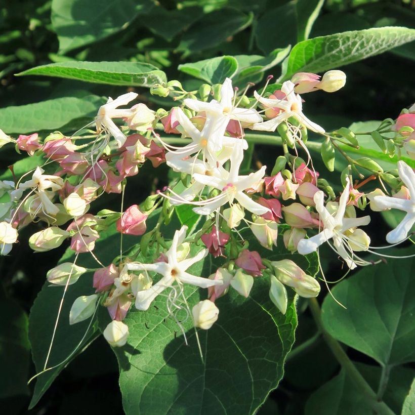 Arbre du clergé Fargesii - Clerodendrum trichotomum Fargesii (Floraison)