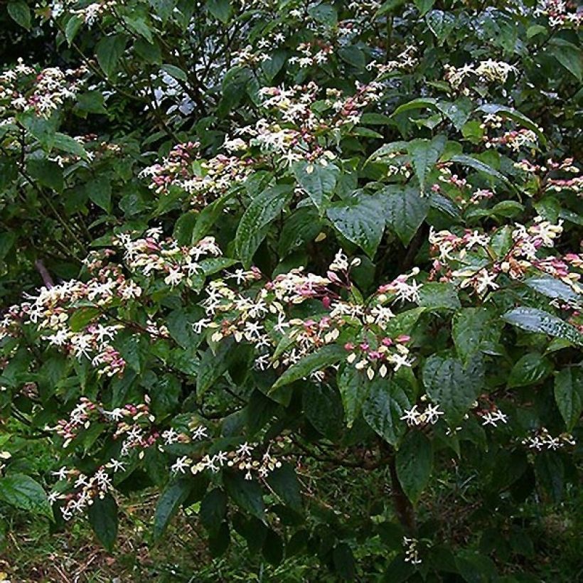 Arbre du clergé Fargesii - Clerodendrum trichotomum Fargesii (Port)