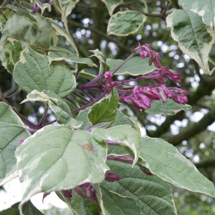 Clerodendrum trichotomum Variegatum - Arbre du Clergé (Feuillage)