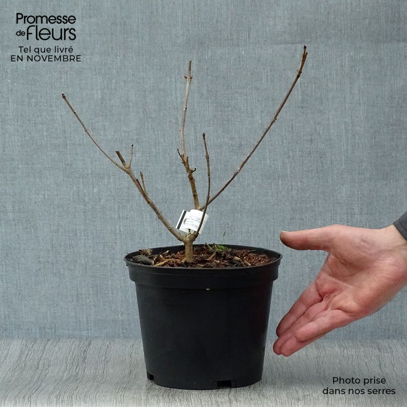 Spécimen de Clerodendrum trichotomum Variegatum - Arbre du Clergé Pot de 3L/4L tel que livré en automne