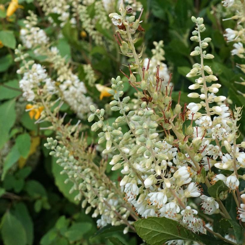 Clethra alnifolia Anne Bidwell (Floraison)