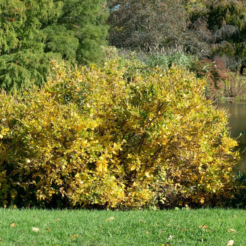 Clethra alnifolia Anne Bidwell (Port)