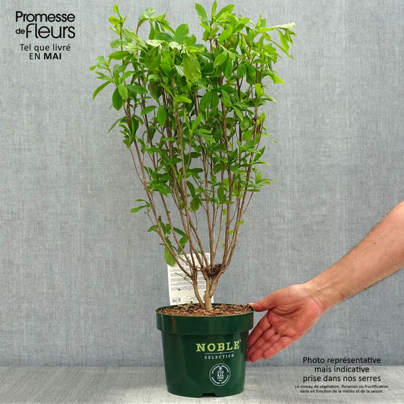 Spécimen de Clethra alnifolia Anne Bidwell en pot de 2l/3l tel que livré au printemps