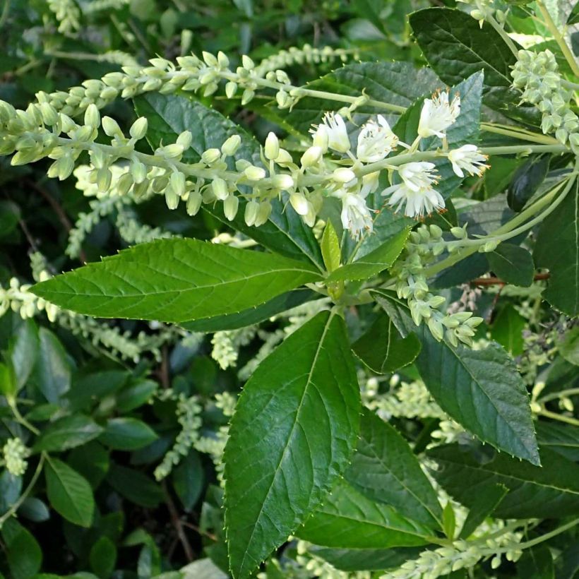 Clethra alnifolia Hummingbird (Feuillage)