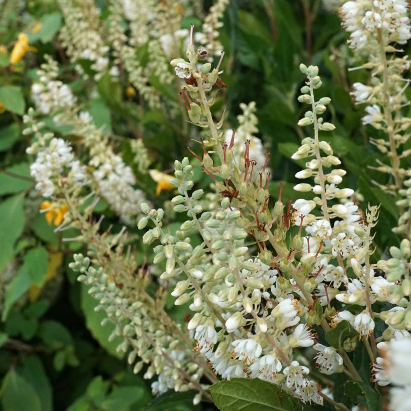 Clethra alnifolia Hummingbird (Floraison)