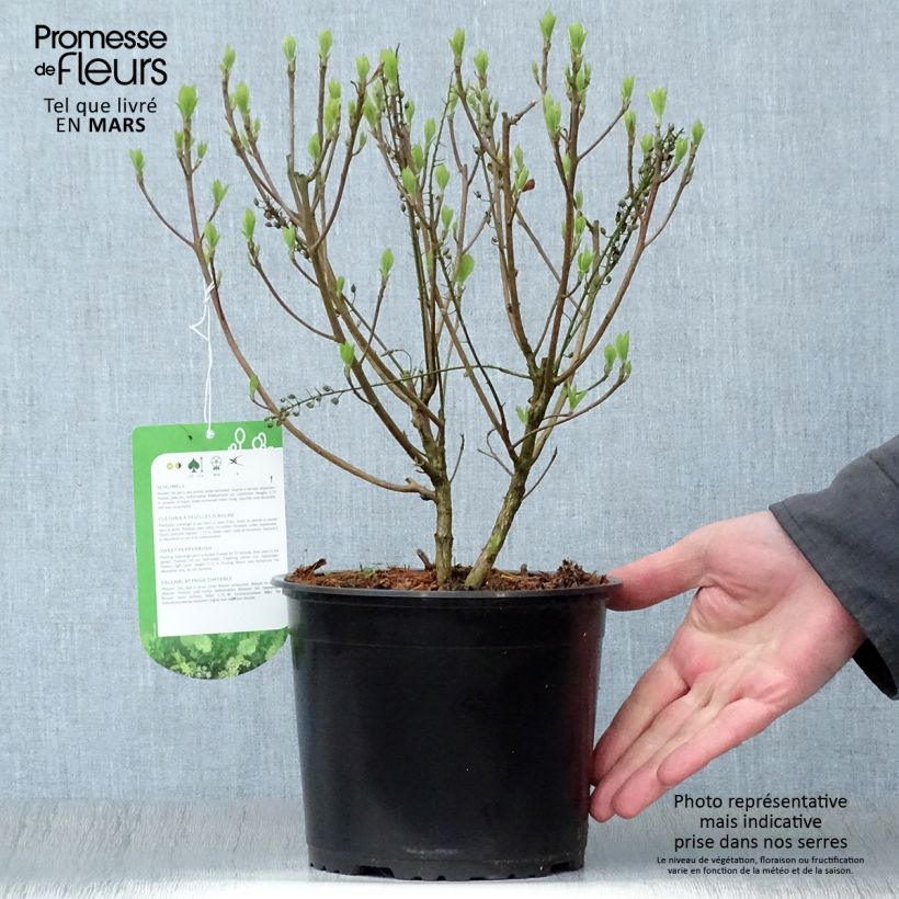 Spécimen de Clethra alnifolia Hummingbird en pot de 3/4L tel que livré au printemps