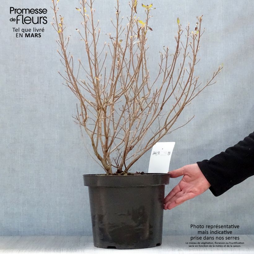 Spécimen de Clethra alnifolia Hummingbird en pot de 7,5l/10l tel que livré au printemps