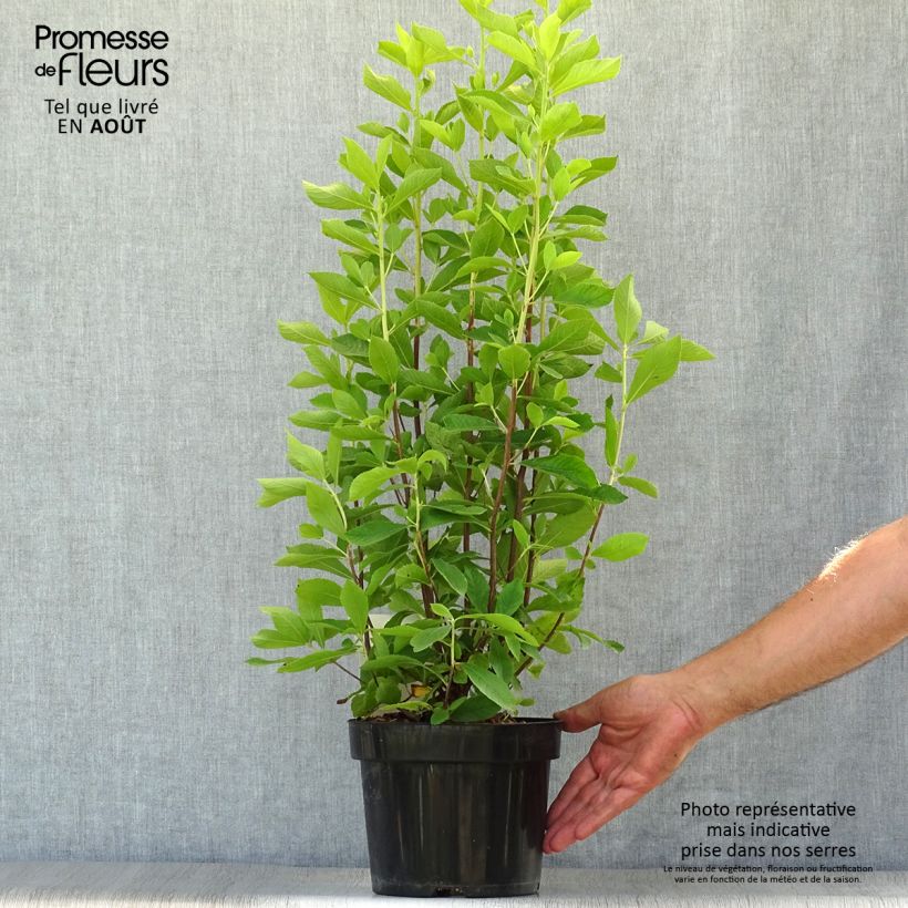 Spécimen de Clethra alnifolia Ruby Spice Pot de 3L/4L tel que livré en été
