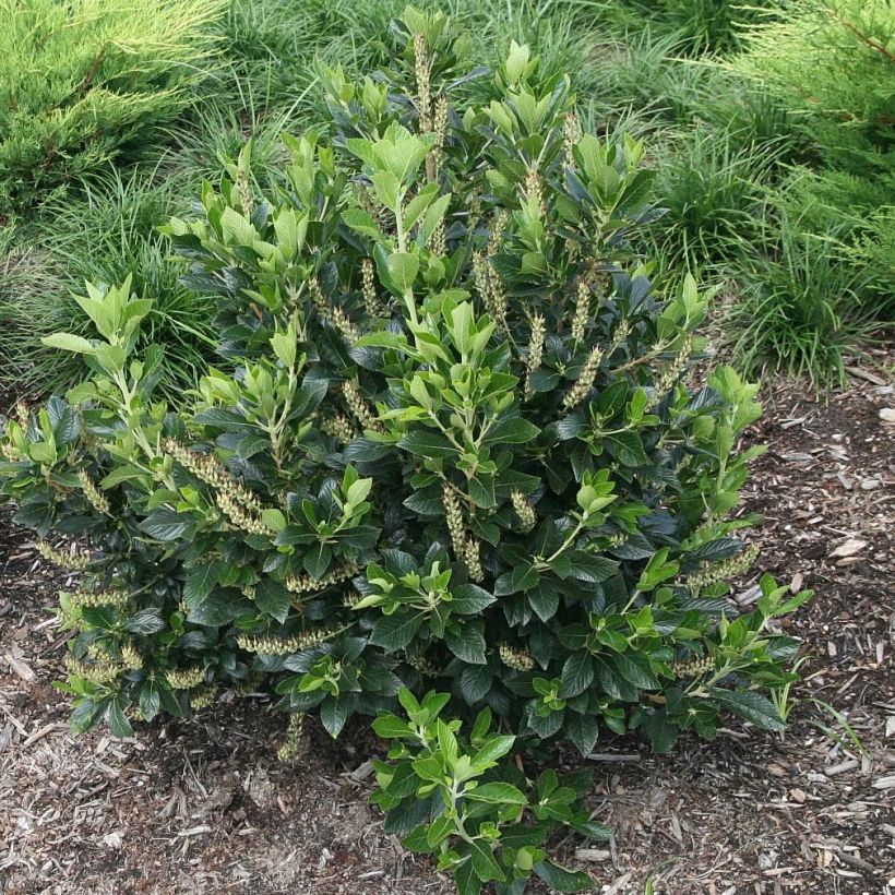 Clethra alnifolia Sixteen Candles (Port)