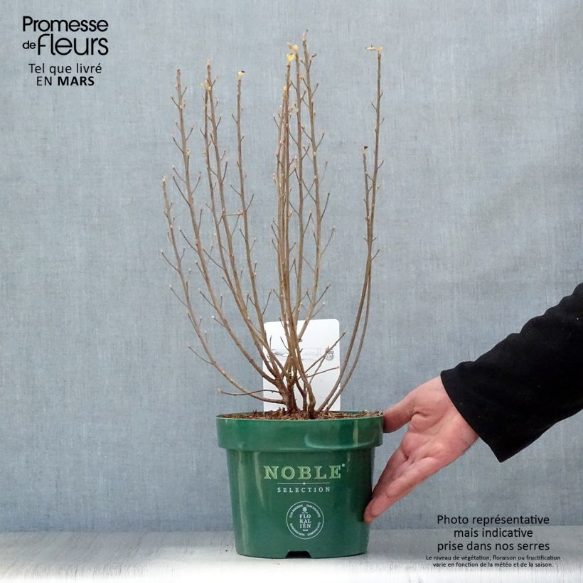 Spécimen de Clethra alnifolia Sixteen Candles en pot de 2l/3l tel que livré au printemps