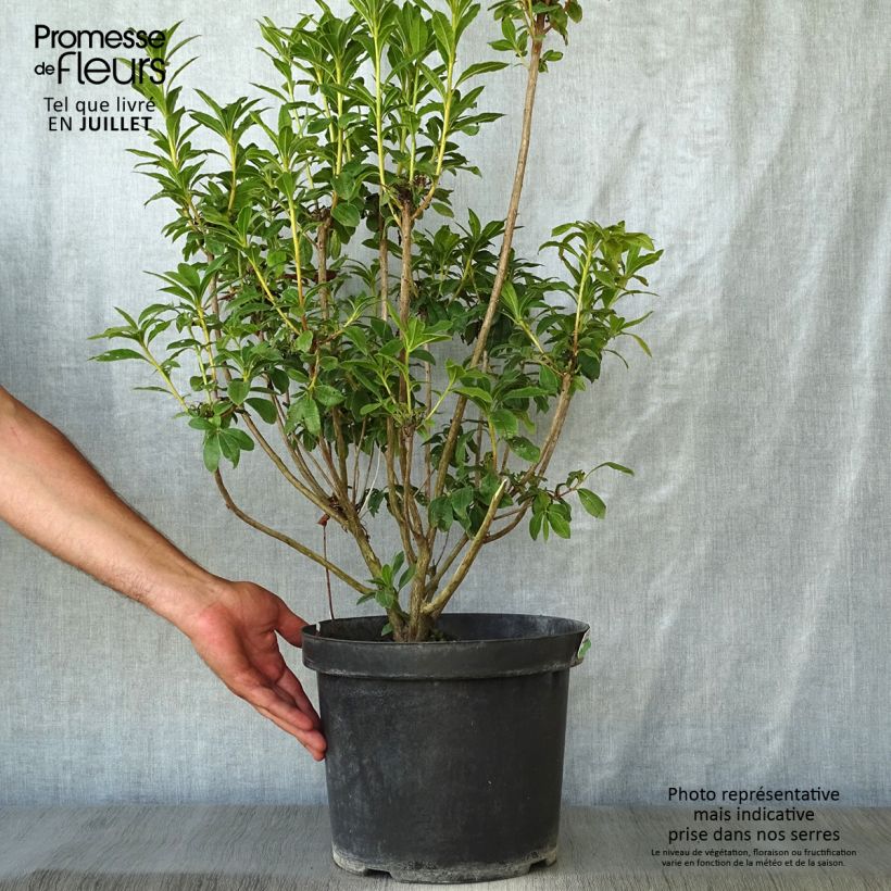 Spécimen de Clethra alnifolia Sixteen Candles Pot de 7,5L/10L tel que livré en été