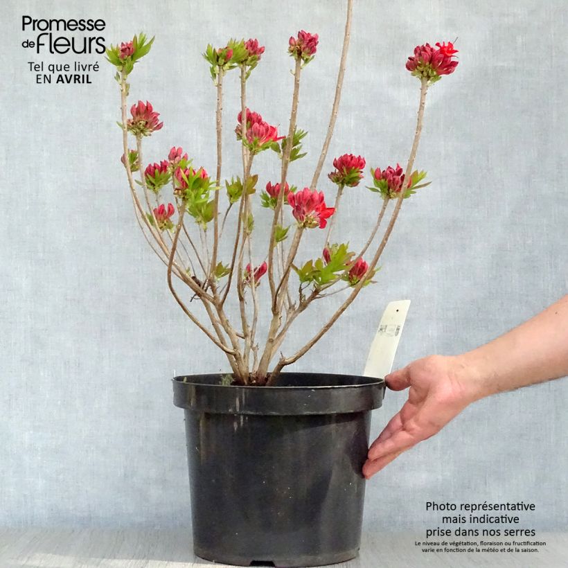 Spécimen de Clethra alnifolia Sixteen Candles en pot de 7,5l/10l tel que livré au printemps