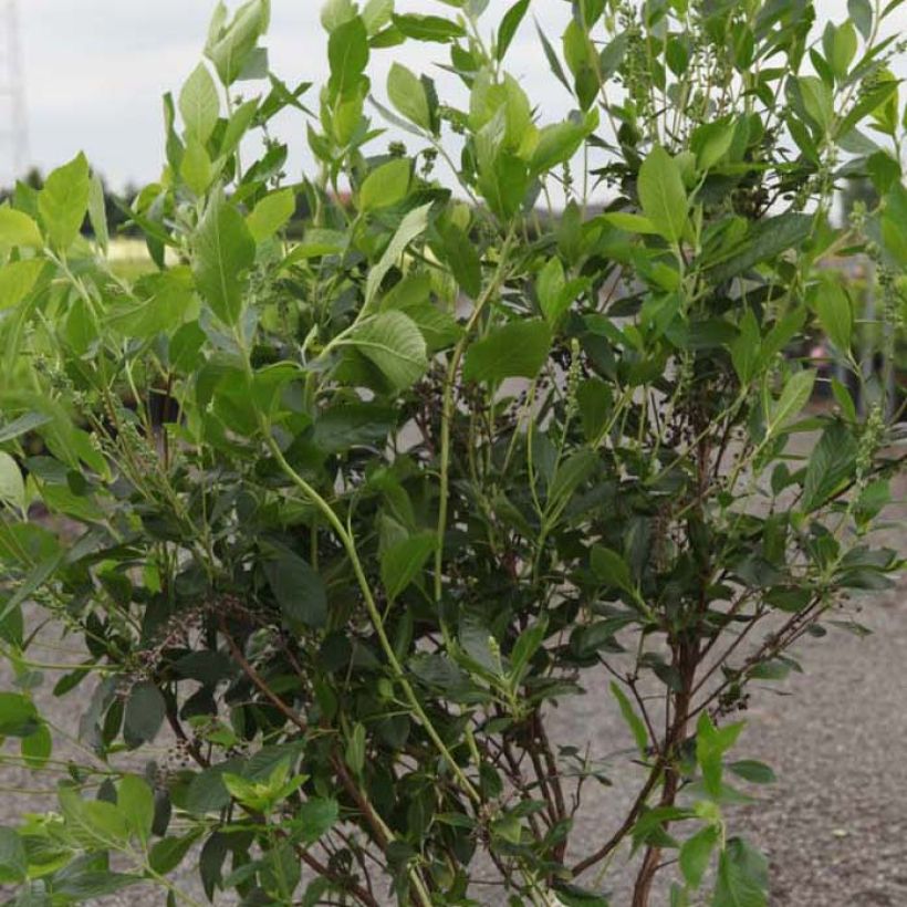 Clethra alnifolia Vanilla Spice - Clèthre à feuilles d'Aulne (Feuillage)