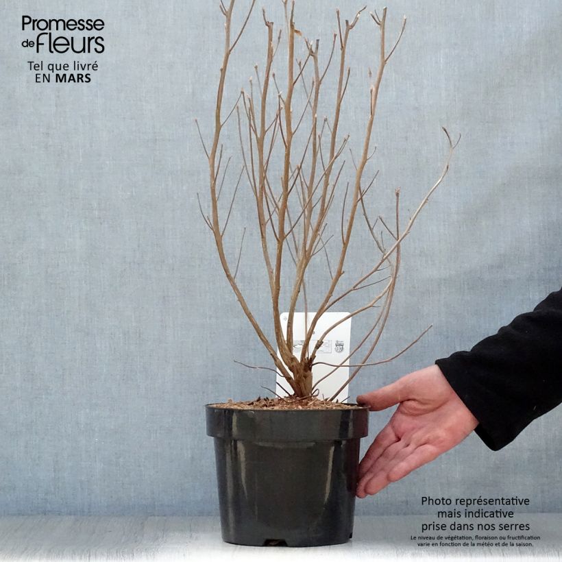 Spécimen de Clethra alnifolia Vanilla Spice - Clèthre à feuilles d'Aulne en pot de 2l/3l tel que livré au printemps