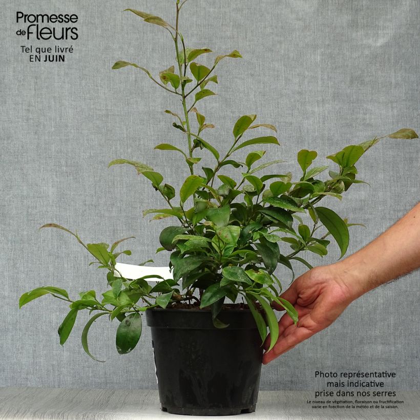 Spécimen de Cleyera japonica - Cleyera du Japon Pot de 4L/5L tel que livré en été